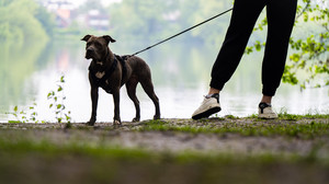 Pitbull beißt Mann in Kassel obwohl er an der Leine war