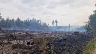 Waldbrände 2022 - In Hessen besonders viele Brandstiftungen