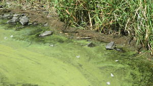 Blaualgen-Gefahr: Hier ist Baden in Hessen aktuell verboten