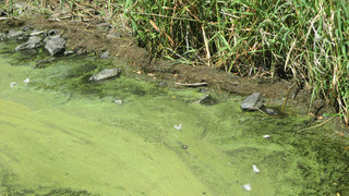 Gefährliche Bakterien im Aartalsee bei Bischoffen