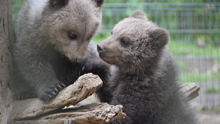 Wildpark Knüll: So groß sind die Bären-Babys schon