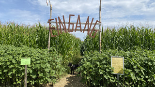 Jedes Wochenende geöffnet: Das Maislabyrinth in Künzell-Dirlos