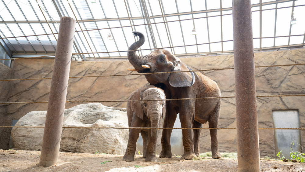 Das Elefantenjunge Neco steht neben seiner Mutter Cristina. Die beiden kamen vor einigen Tagen aus einem Natur- und Tierpark in Spanien im Opel-Zoo an.