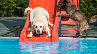 Hundeschwimmen 2025 - alle Termine in Hessen im Überblick