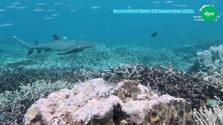 Riff am Limit: Great Barrier Reef verliert massiv Korallen