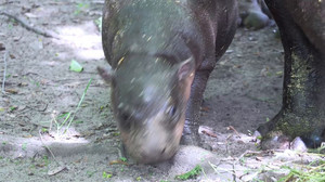 Brötchen legt zu – Hippo-Hype in Berlin