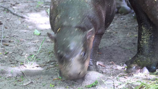 Brötchen legt zu – Hippo-Hype in Berlin