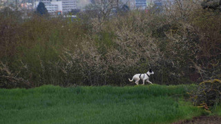 Heidelberg: Hund "Lupo" löst Einsatz von Polizei und Tierrettern aus