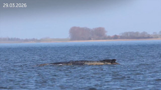 Hat er es endlich geschafft? Buckelwal vor Ostseeküste ist abgetaucht