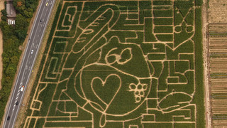 Maislabyrinth in Groß-Umstadt: Das ist dieses Jahr das Motiv