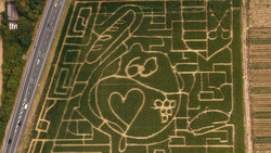 Maislabyrinth in Groß-Umstadt: Das ist dieses Jahr das Motiv