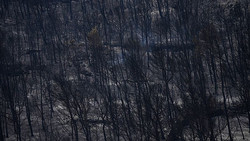 Südfrankreich: Schnell ausbreitender Waldbrand breitet sich aus