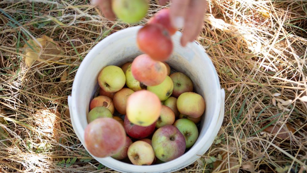 Streuobstwiesen in Hessen