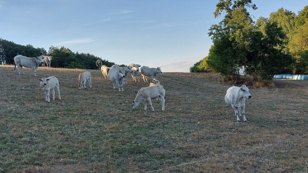 Zwei Kühe aus dieser Herde sind in Motten entlaufen. 