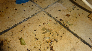 Frankfurt: Schwere Hygienemängel in Gastronomie - Zehn Betriebe dicht