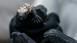 Dreieich: Einbrecher stehlen giftige Krustenechse