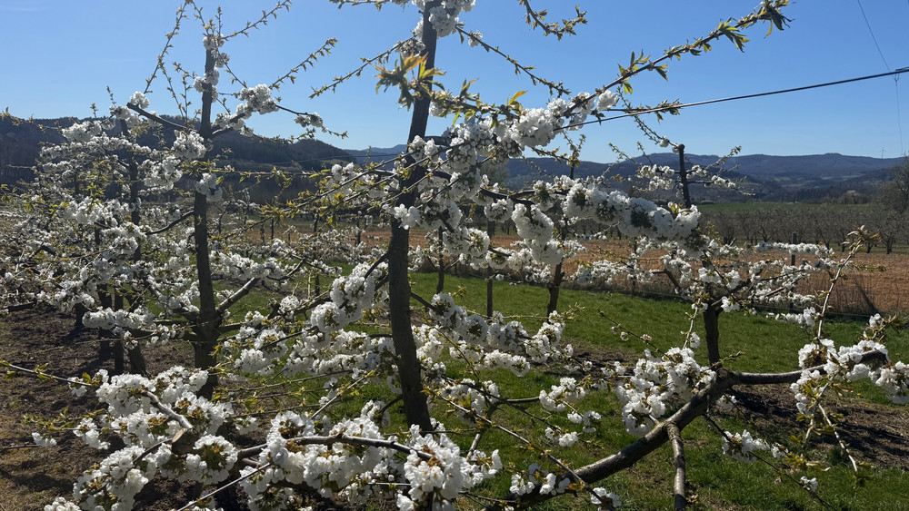 Kirschblüten in Witzenhausen