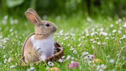 Wegen eines Übersetzungsfehlers bringt der Hase die Ostereier