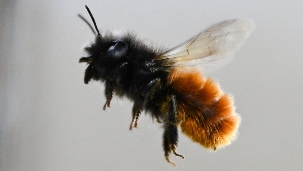 Eine Biene hat in Witzenhausen eine Dreijährige in Panik versetzt - und so einen Verkehrsunfall ausgelöst.