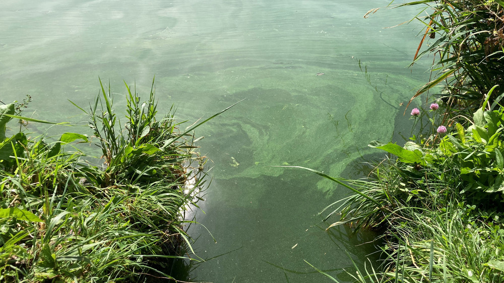 Sowohl am Breitenbacher See in Bebra als auch am Seepark in Kirchheim hat das Gesundheitsamt an einzelnen Stellen Blaualgen festgestellt und rät deshalb vom Baden ab. (Symbolbild)