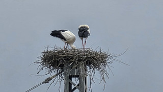 Die sturen Störche von Hünfeld: Dürfen sie bleiben?