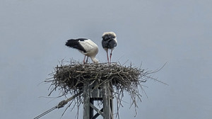 Die sturen Störche von Hünfeld: Dürfen sie bleiben?