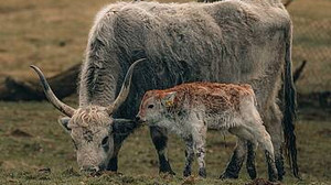 Tierpark Sababurg: Großes Jubiläum und kleine Kälber
