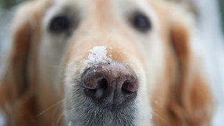 Polizeihund "Pacman" erschnüffelt in Reinheim Schreckschuss-Waffe