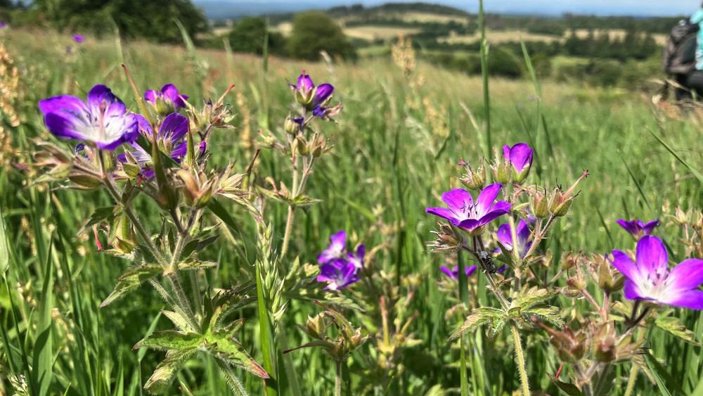 Blumenwiese im Vogelsberg.