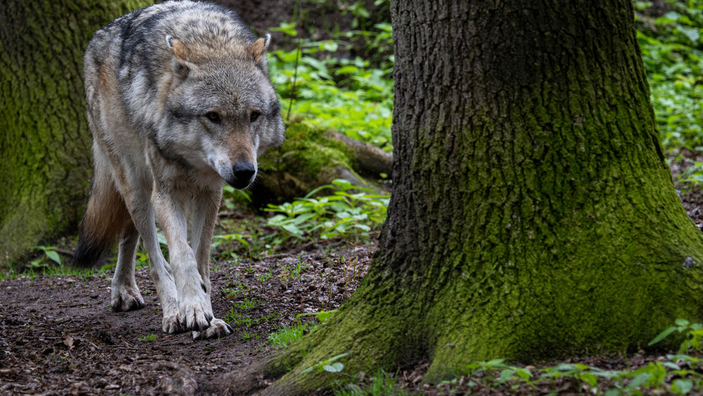 Verdacht auf Wolfsangriff in der Rhön: Im osthessischen Hilders sind zwei Lämmer getötet und ein Schaf verletzt worden (Symbolbild).