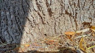 Wieder ein Giftanschlag - drei Bäume in Bad Hersfeld betroffen