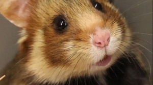 Paarung nach Plan: Feldhamster springen in wichtiger Mission in die Kiste