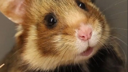 Paarung nach Plan: Feldhamster springen in wichtiger Mission in die Kiste