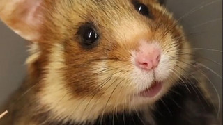 Paarung nach Plan: Feldhamster springen in wichtiger Mission in die Kiste