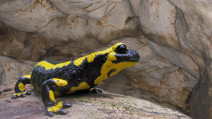 Feuersalamander nutzen Milseburgtunnel in Hilders als Winterquartier