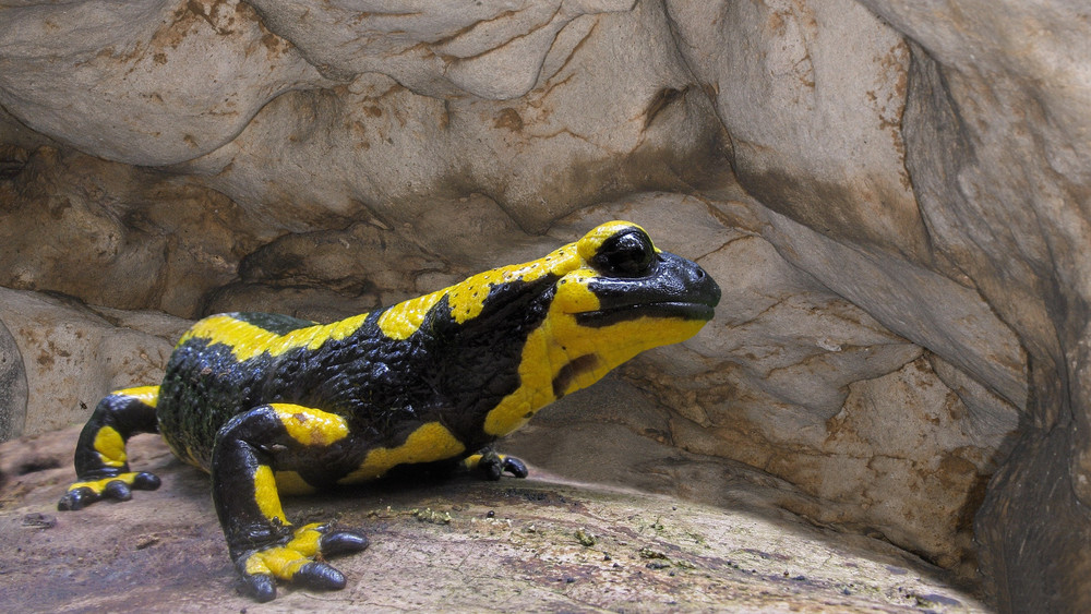 Der Feuersalamander hat den Milseburgtunnel als Winterquartier für sich entdeckt. 