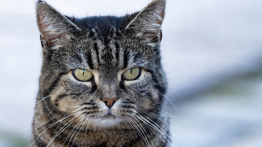 Auf einem Baumarkt-Parkplatz in Gründau gerät ein Wohnmobil in Brand. Dessen Besitzer rettet seine Katze aus dem Fahrzeug - und verhindert Schlimmeres.