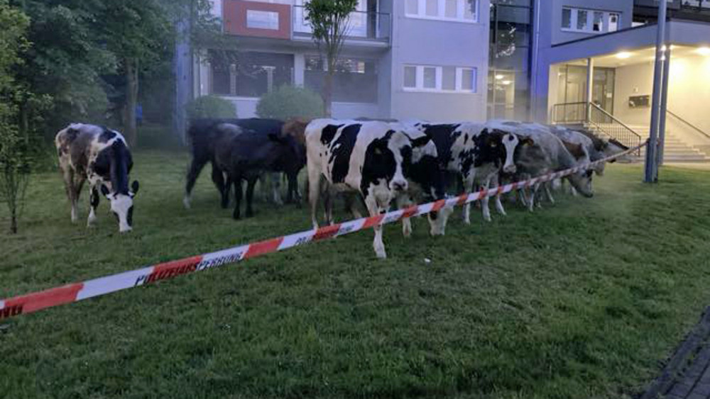 Einige Polizeistreifen seien demnach im Einsatz gewesen, um die Tiere “im Zaum zu halten”.