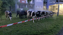 "Kuh"ler Einsatz Kassel: Polizei fängt ausgebüxte Kühe ein
