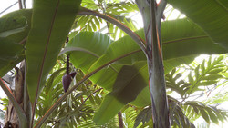 Tropengewächshaus: Dschungel-Feeling in Witzenhausen