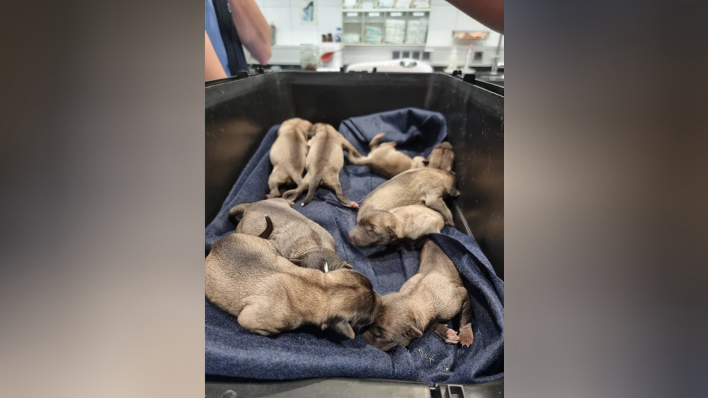 Die ausgesetzten Hundewelpen wurden in einer Tierklinik versorgt.