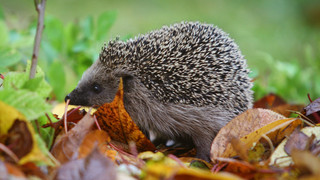 In welchem Monat sollte man Igeln helfen?