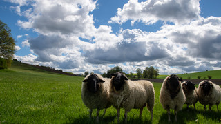 Schafe, Ziegen, Schweine: Halter müssen Zahl der Tiere melden
