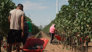 Winzer begehen Weinlese früher