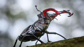 Insektenschwund in Hessen hält an