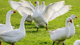 18 bis 21 Euro pro Kilo: Preis für Martinsgänse 2023 nicht gestiegen