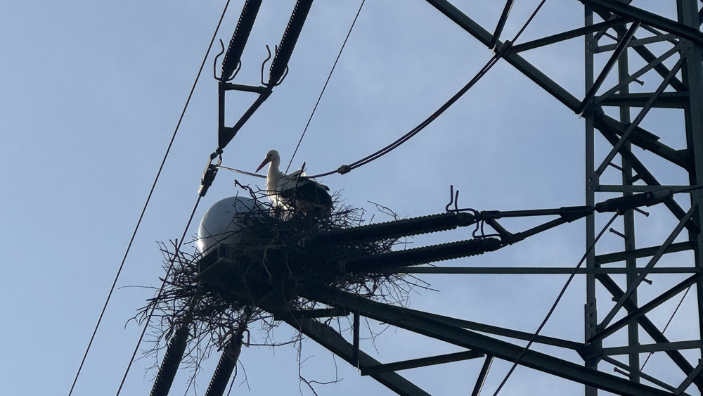 Manche Störche lassen sich auch durch die Vergrämungen nicht von den Masten fernhalten.