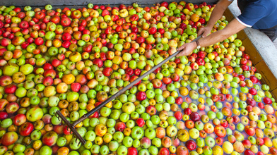 Keltereien in Hessen: Apfelsaft selber mosten lassen