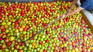 Keltereien in Hessen: Apfelsaft selber pressen lassen