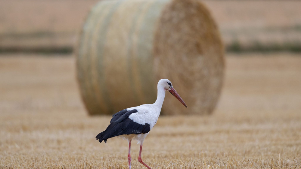 Storch auf Nahrungssuche